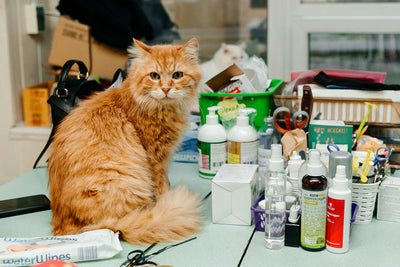 Pet & Cat Supplies