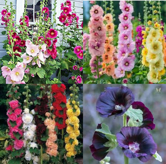 Double sided hollyhock flower seeds
