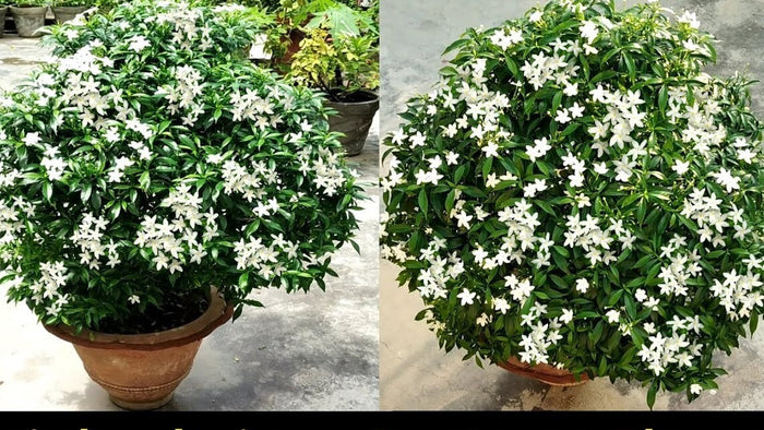Seeds Chandni Flower Plant