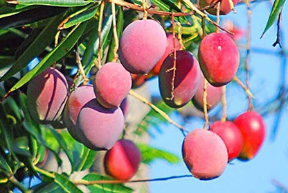Seeds Gardens Rare Dwarf Malasian Red Mango Tree Grafted 1 Healthy Live Plants
