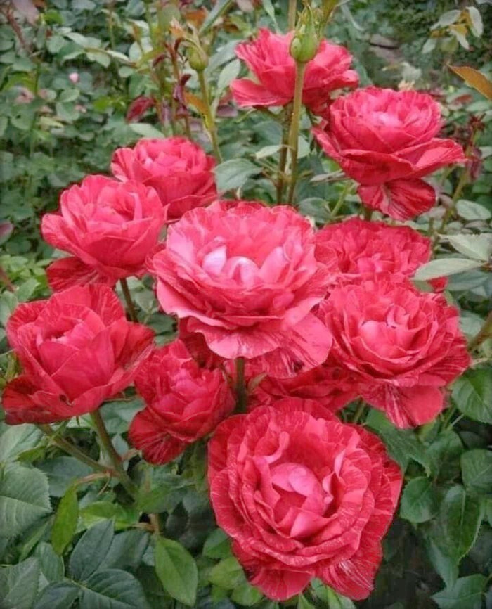 Seeds Rose Flower Plant