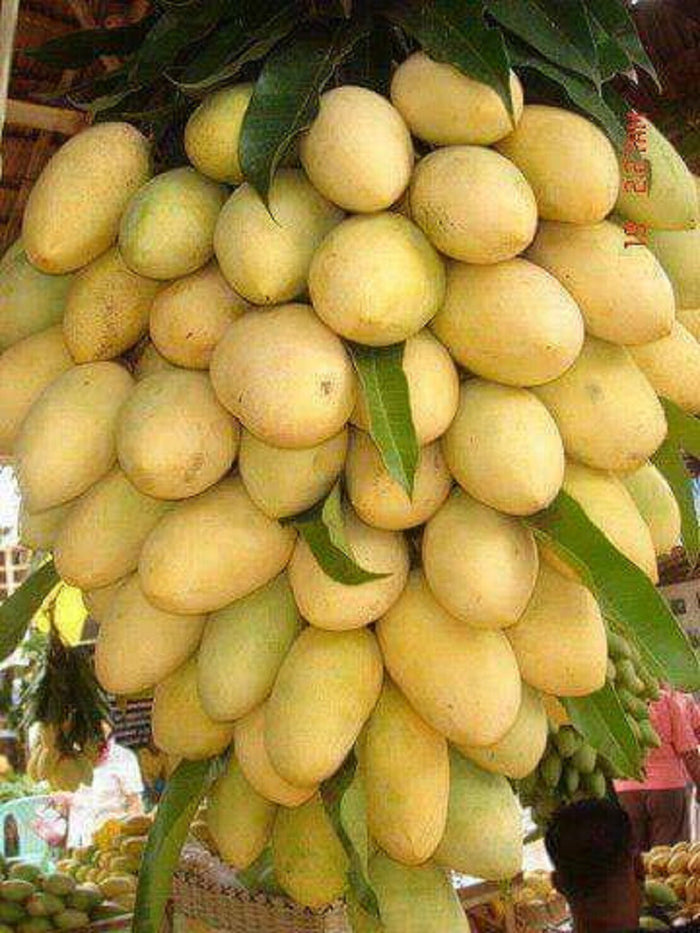 Seeds Chhapra Mango Plant- Grafted
