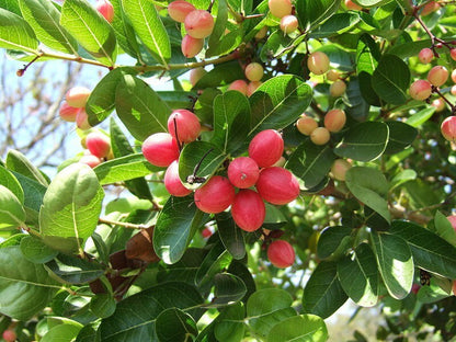 Seeds Karunda Plant/Karmocha Plant