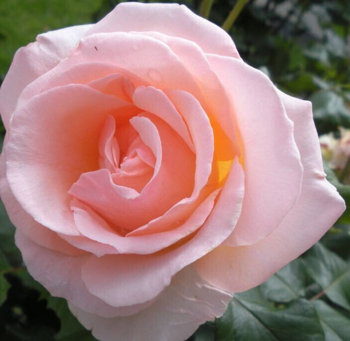 Seeds Rose Live Plant