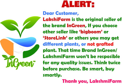 Seeds Hybrid Banana Live Plant for Higher Production