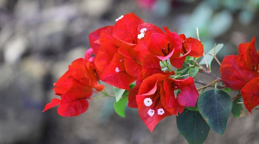 Seeds Bogenvelia Red, Pack of 1