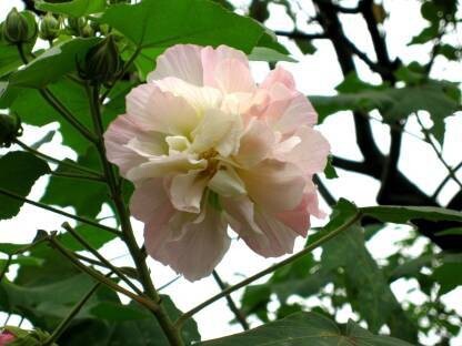Seeds Rare Land Lotus Double Petal Color Changing Flower Live Plant