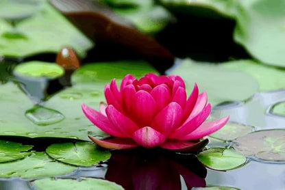 Lotus seeds