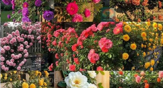 Elegant Climbing Rose Flower Seeds