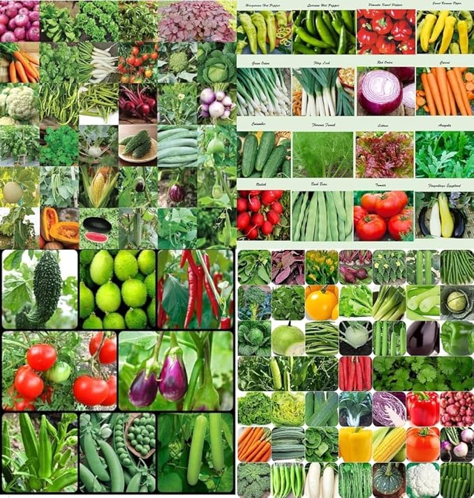 Organic Mix Varieties 100 Pices Seeds With 5 Pices Grow Bag