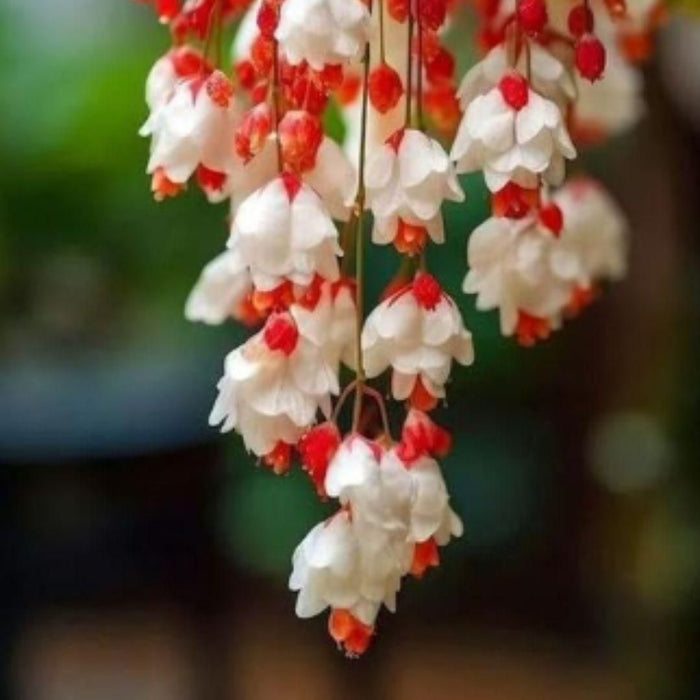 Weeping Begonia Seeds