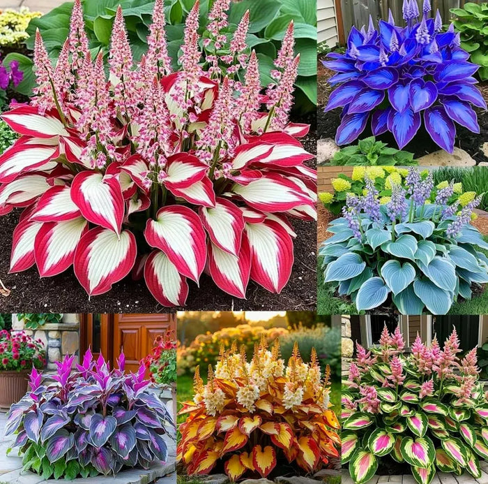 Shade-Tolerant and Cold-Hardy Hosta Flower-