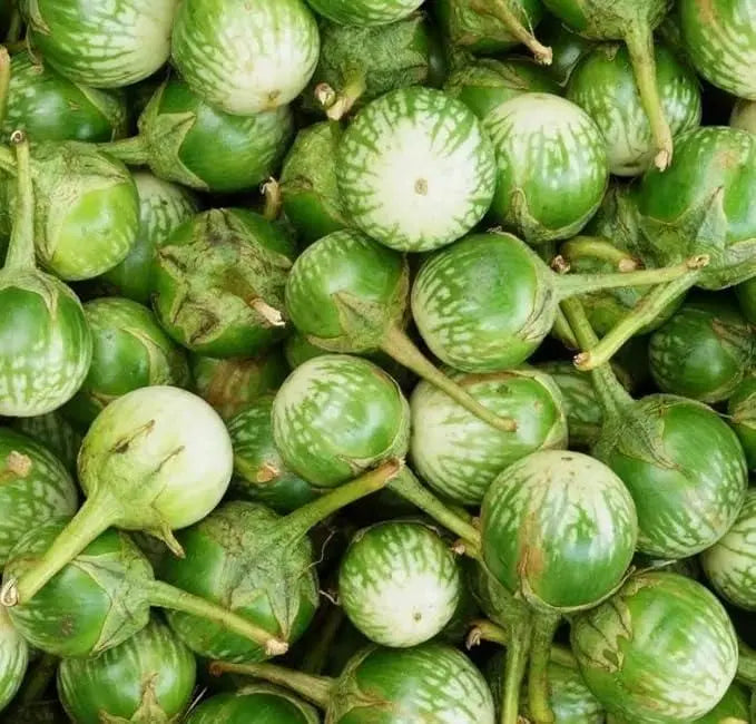 Thai Eggplant Seed (Pack of 50) with Plant Growth Serum