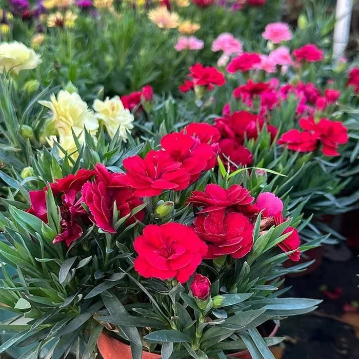 Carnation Seeds (Free Pot Mixture 100 gm)