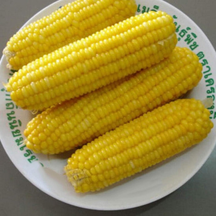 IMPORTED ANESE MILK CORN SEEDS - with Plant Growth